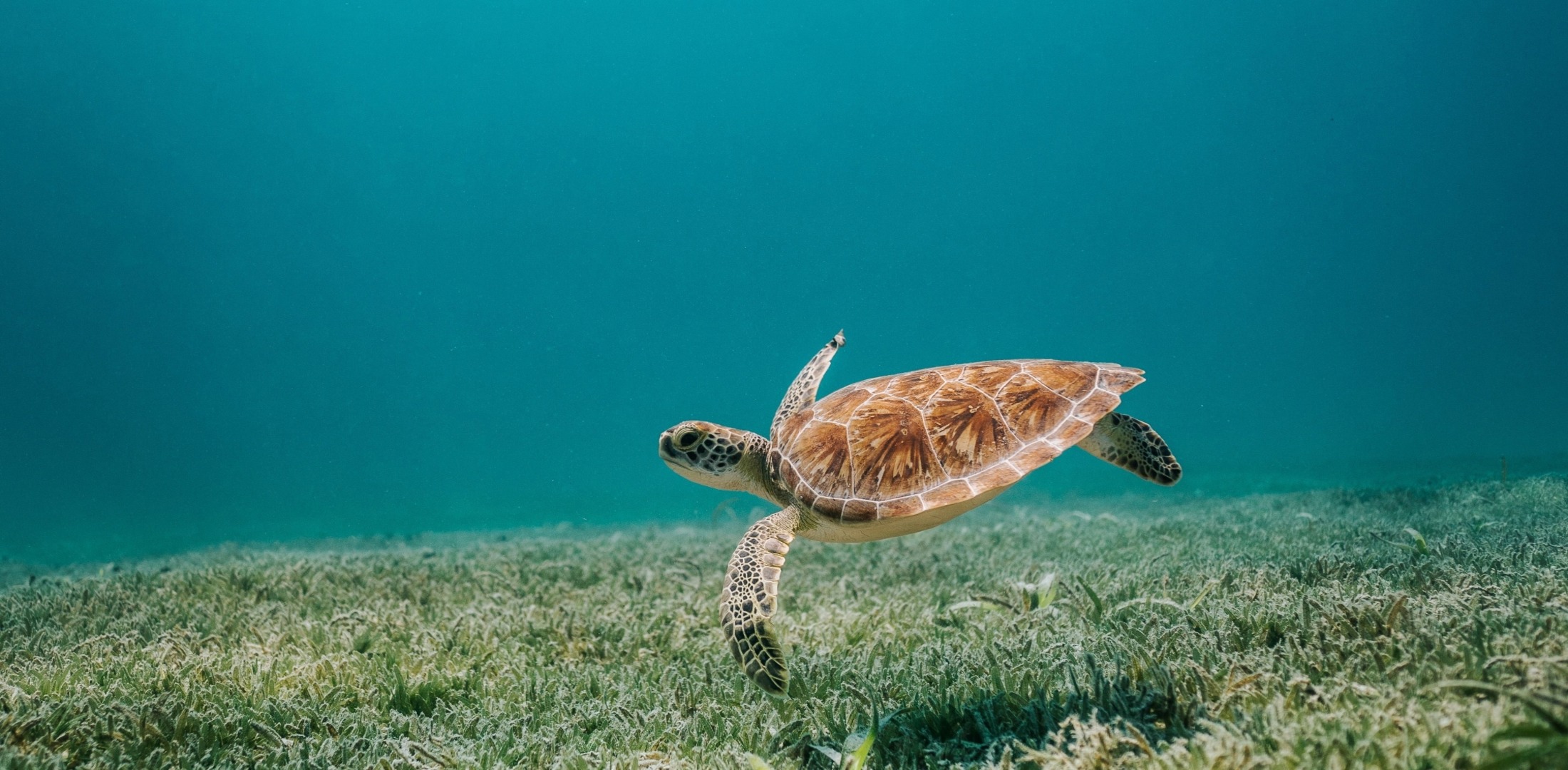 turtle swim under water